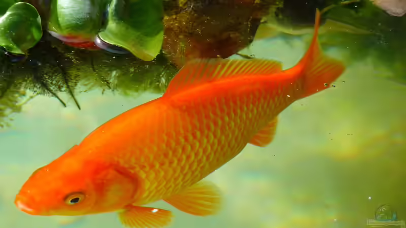 Blog: Indeterminantes Wachstum bei Goldfischen (6624)
