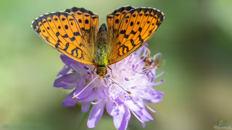 Blog: Insekten - Die artenreichste Tiergruppe der Erde und ihre faszinierende Bedeutung für Natur und Mensch (7985)