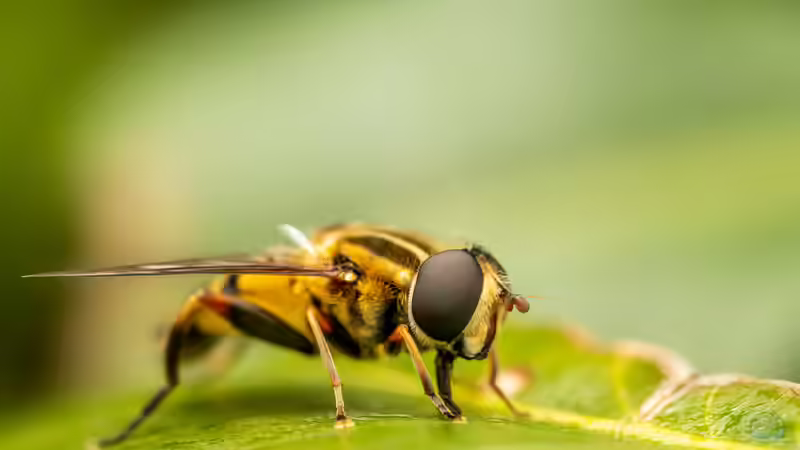 Blog: Insekten - Die artenreichste Tiergruppe der Erde und ihre faszinierende Bedeutung für Natur und Mensch (7985)