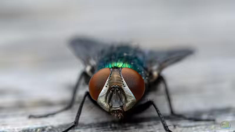 Blog: Insekten - Die artenreichste Tiergruppe der Erde und ihre faszinierende Bedeutung für Natur und Mensch (7985)