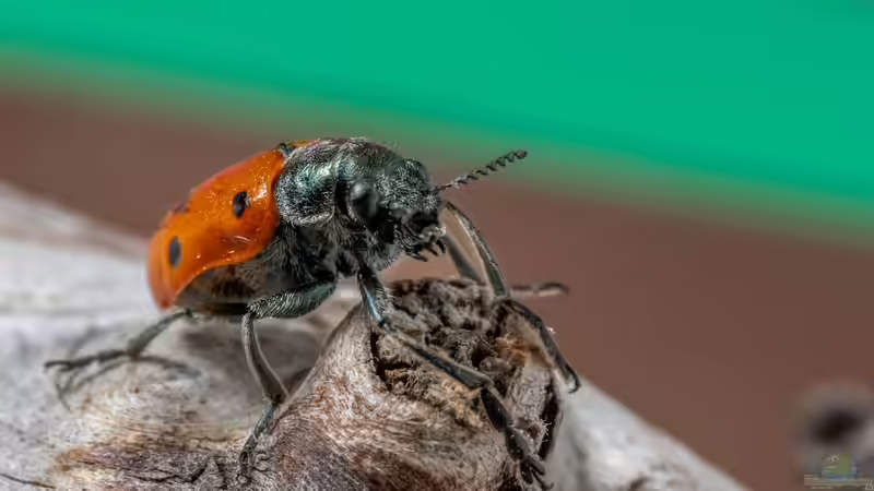 Blog: Insekten - Die artenreichste Tiergruppe der Erde und ihre faszinierende Bedeutung für Natur und Mensch (7985)