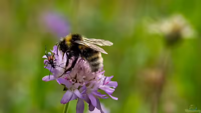 Blog: Insekten - Die artenreichste Tiergruppe der Erde und ihre faszinierende Bedeutung für Natur und Mensch (7985)