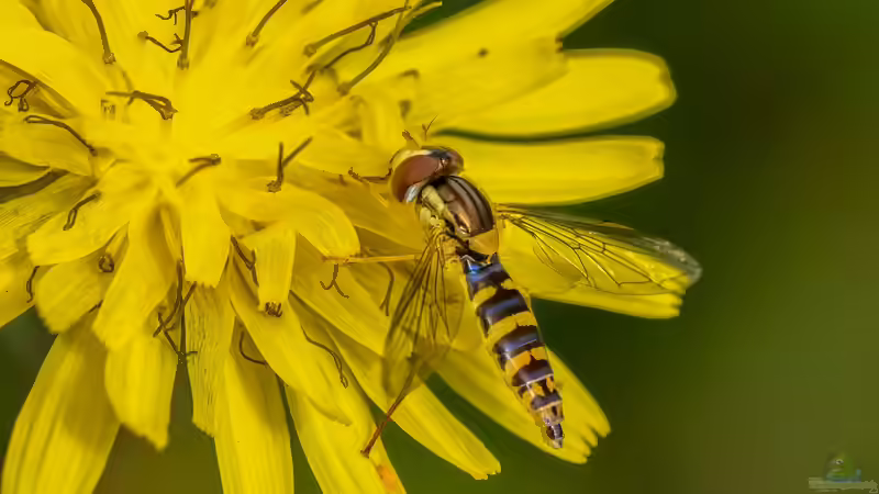 Blog: Insekten - Die artenreichste Tiergruppe der Erde und ihre faszinierende Bedeutung für Natur und Mensch (7985)