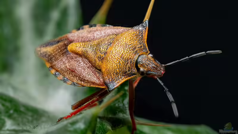 Blog: Insekten - Die artenreichste Tiergruppe der Erde und ihre faszinierende Bedeutung für Natur und Mensch (7985)