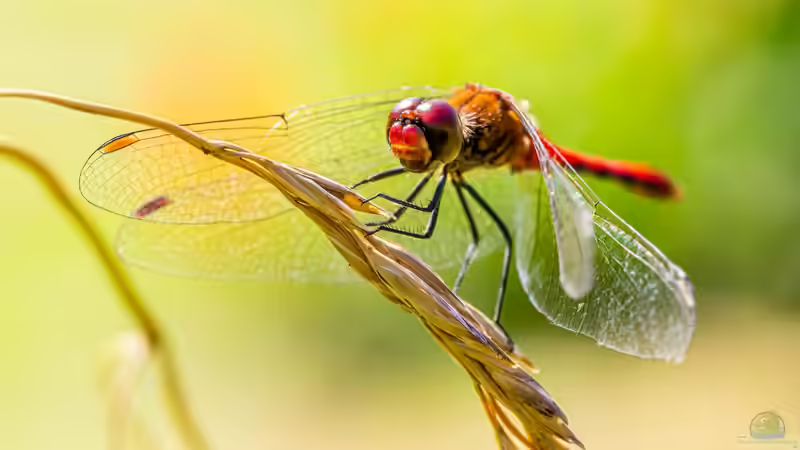 Blog: Insekten - Die artenreichste Tiergruppe der Erde und ihre faszinierende Bedeutung für Natur und Mensch (7985)