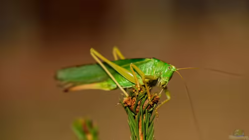 Blog: Insekten - Die artenreichste Tiergruppe der Erde und ihre faszinierende Bedeutung für Natur und Mensch (7985)