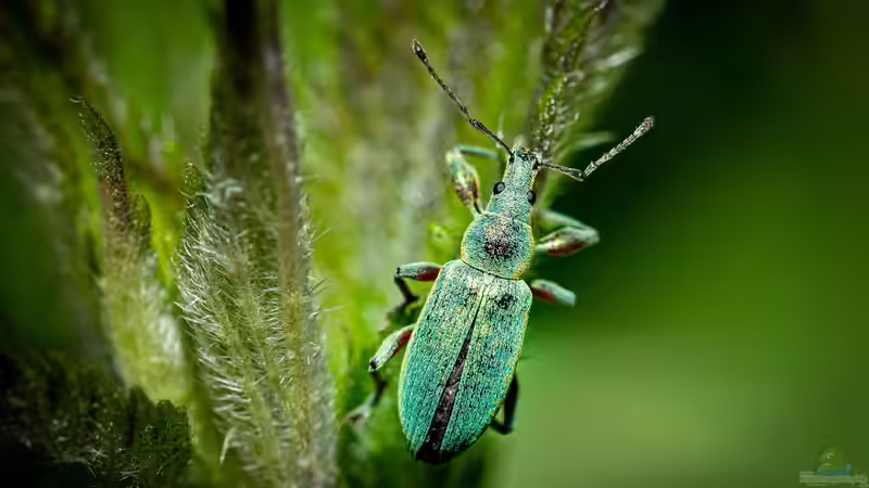 Blog: Insekten - Die artenreichste Tiergruppe der Erde und ihre faszinierende Bedeutung für Natur und Mensch (7985)