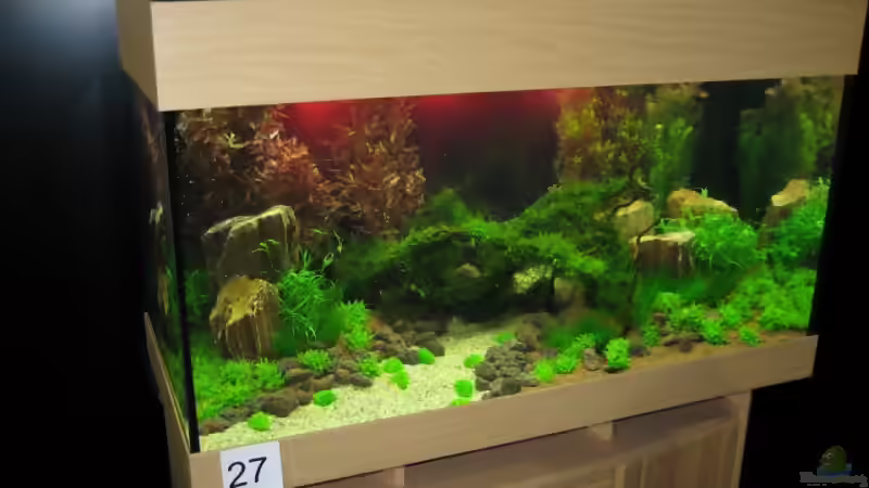 Blog: Internationaler Wettbewerb "Planted Aquarium" (457)
