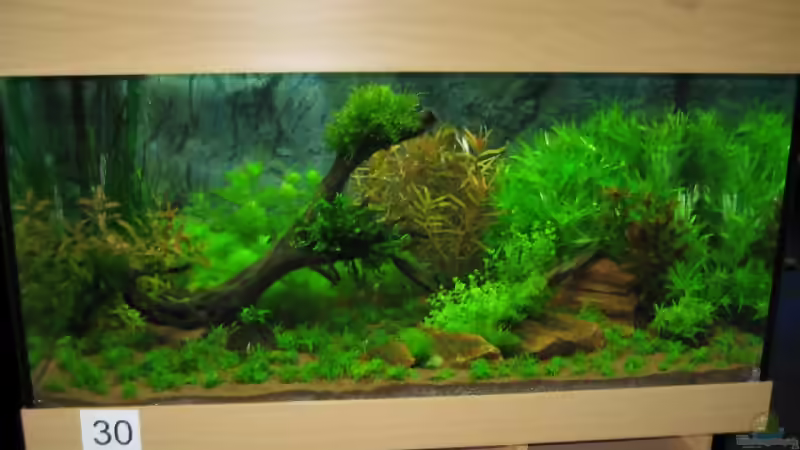 Blog: Internationaler Wettbewerb "Planted Aquarium" (457)