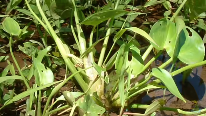 Blog: Invasive Arten: Darum sind sie so gefährlich für die heimische Flora und Fauna (5946)