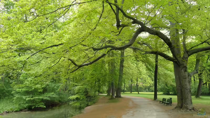 Blog: Ist der Englische Garten in München eine Reise wert? (6262)