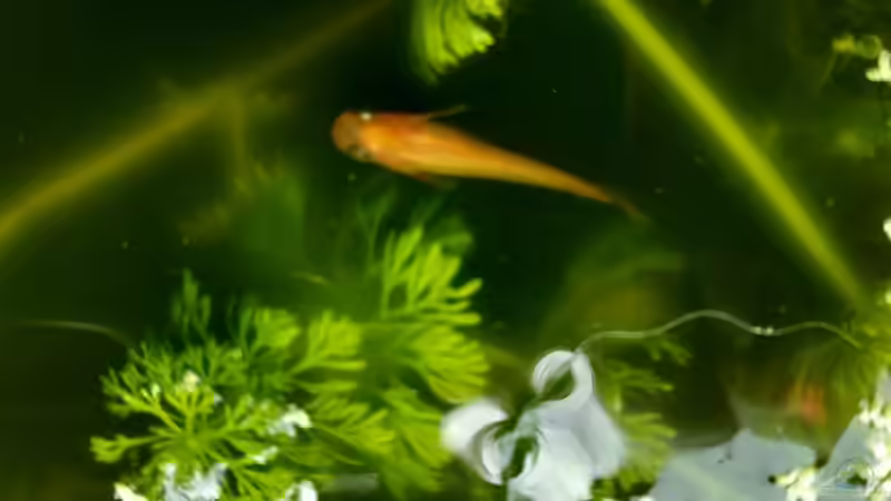 Blog: Ist der Medaka einfach zu halten? (5414)