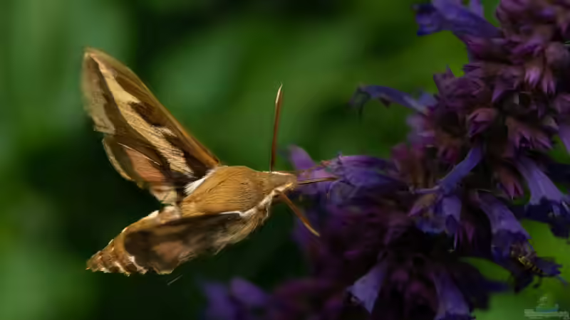 Blog: Ist ein Taubenschwänzchen selten? Alles über den faszinierenden Kolibrifalter im Garten (7904)