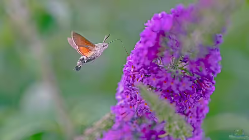 Blog: Ist ein Taubenschwänzchen selten? Alles über den faszinierenden Kolibrifalter im Garten (7904)