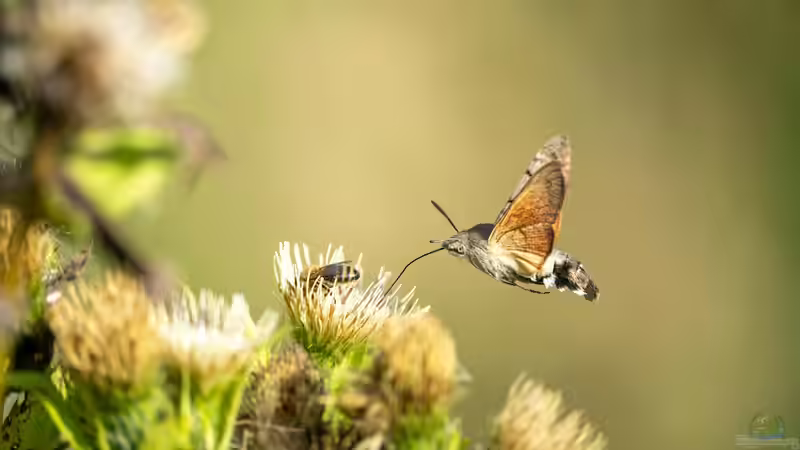 Blog: Ist ein Taubenschwänzchen selten? Alles über den faszinierenden Kolibrifalter im Garten (7904)