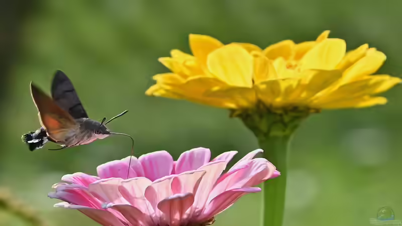 Blog: Ist ein Taubenschwänzchen selten? Alles über den faszinierenden Kolibrifalter im Garten (7904)