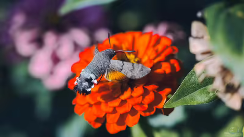 Blog: Ist ein Taubenschwänzchen selten? Alles über den faszinierenden Kolibrifalter im Garten (7904)