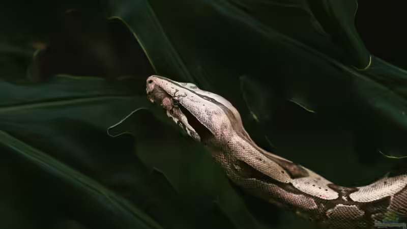 Blog: Ist eine Boa constrictor für Anfänger geeignet? - Der umfassende Ratgeber (7178)