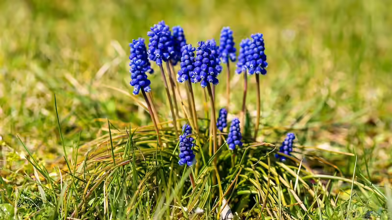 Blog: Jetzt an den Frühling denken: Pflanzzeit für Frühblüher (6543)