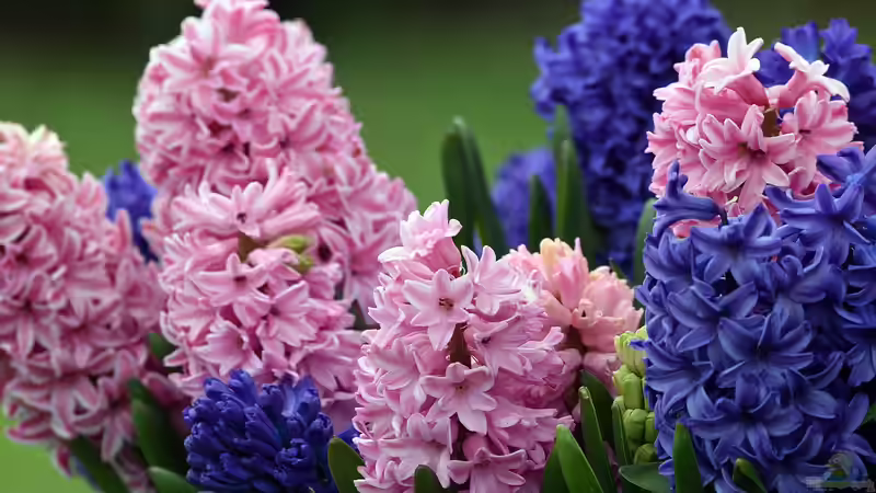 Blog: Jetzt an den Frühling denken: Pflanzzeit für Frühblüher (6543)
