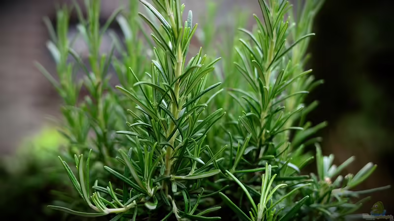 Blog: Jetzt noch ernten: Mit Heilkräutern gesund durch den Winter (6540)