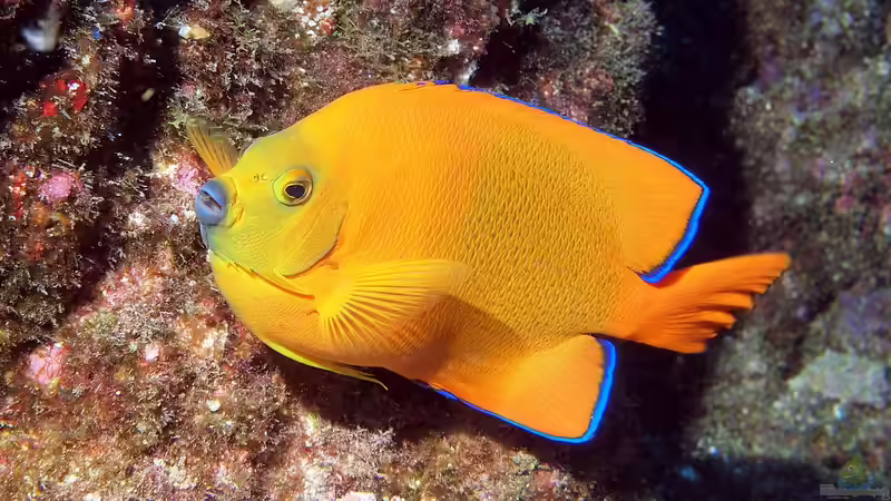 Blog: Kaiserfische - Majestätische Juwelen der Unterwasserwelt (7647)