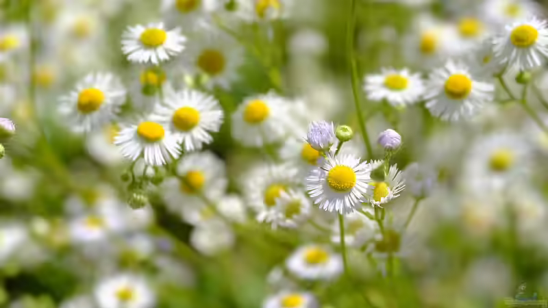 Blog: Kamille aus dem eigenen Garten gegen Magen-Darm-Beschwerden (7730)