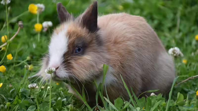 Blog: Kaninchen: Woher stammen die beliebten Haustiere? (7030)