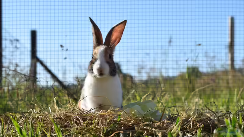 Blog: Kaninchen: Woher stammen die beliebten Haustiere? (7030)