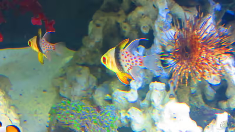 Blog: Kardinalbarsche im Aquarium: Das sind die beliebtesten Arten (7540)