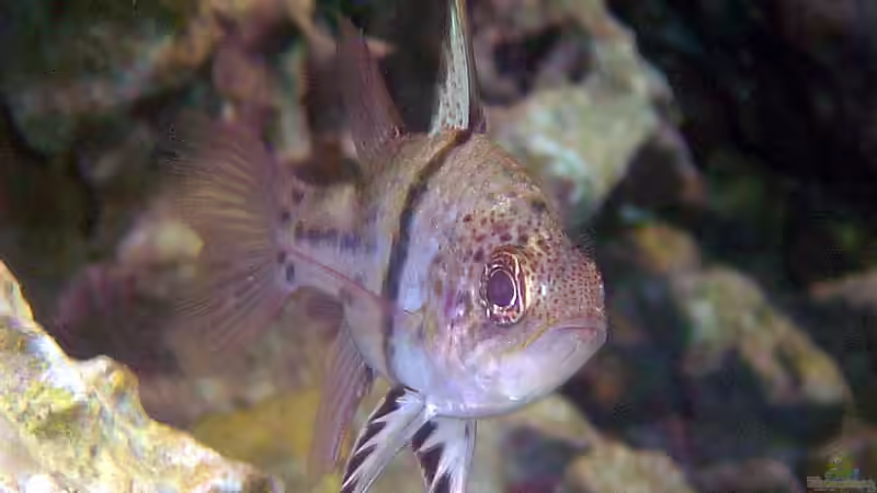 Blog: Kardinalbarsche im Aquarium: Das sind die beliebtesten Arten (7540)