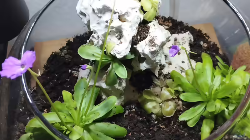 Blog: Karnivoren-Terrarium & Karnivoren Vase (7025)