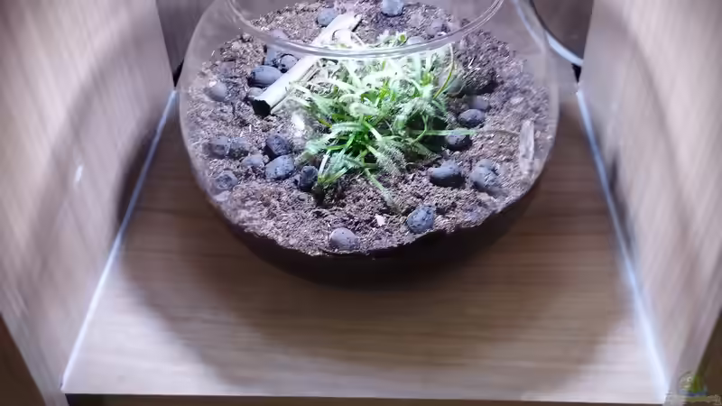 Blog: Karnivoren-Terrarium & Karnivoren Vase (7025)