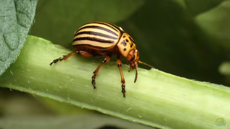 Blog: Kartoffelkäfer im Garten erkennen, verstehen und wirksam eindämmen (8055)