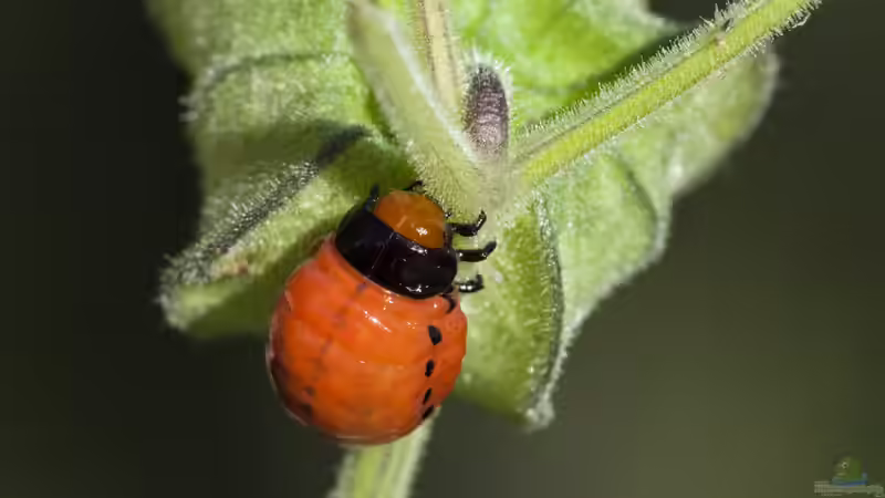 Blog: Kartoffelkäfer im Garten erkennen, verstehen und wirksam eindämmen (8055)