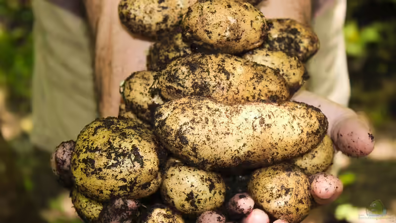 Blog: Kartoffeln im Garten selbst pflanzen: Was sind die besten Arten? (6708)