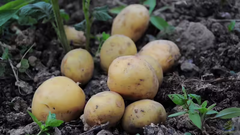 Blog: Kartoffeln im Garten selbst pflanzen: Was sind die besten Arten? (6708)