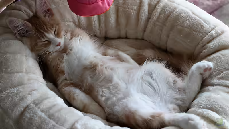 Blog: Katzen,Fische,Menschen eine Symbiose der besonderen Art ! (5066)