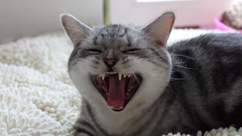 Blog: Katzen,Fische,Menschen eine Symbiose der besonderen Art ! (5066)