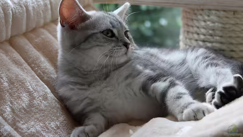 Blog: Katzen,Fische,Menschen eine Symbiose der besonderen Art ! (5066)