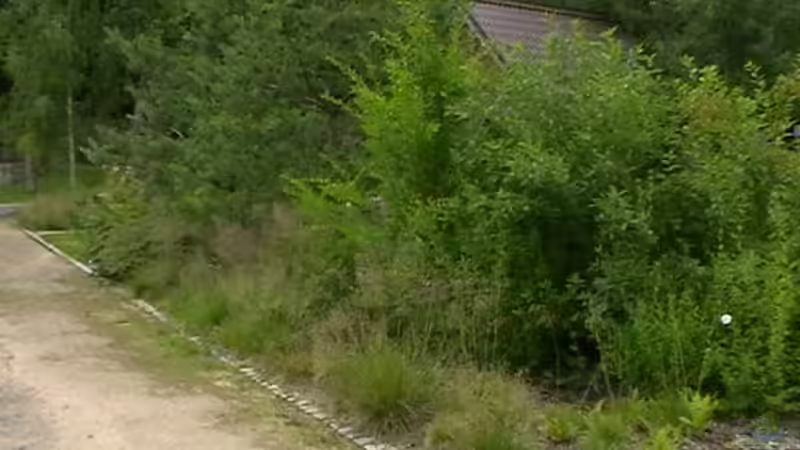 Blog: Kein wildes Durcheinander: Struktur für deinen Naturgarten (6499)