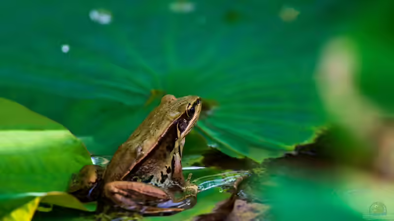 Blog: Keine Frösche im Gartenteich? Warum manche Teiche einfach unentdeckt bleiben (8082)