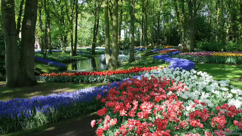 Blog: Keukenhof - Niederlande für Garten- und Naturliebhaber: Ein Paradies in Farben (7137)