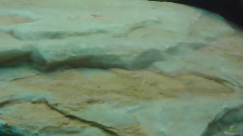 Blog: Kiesel / Braunalgen (814)