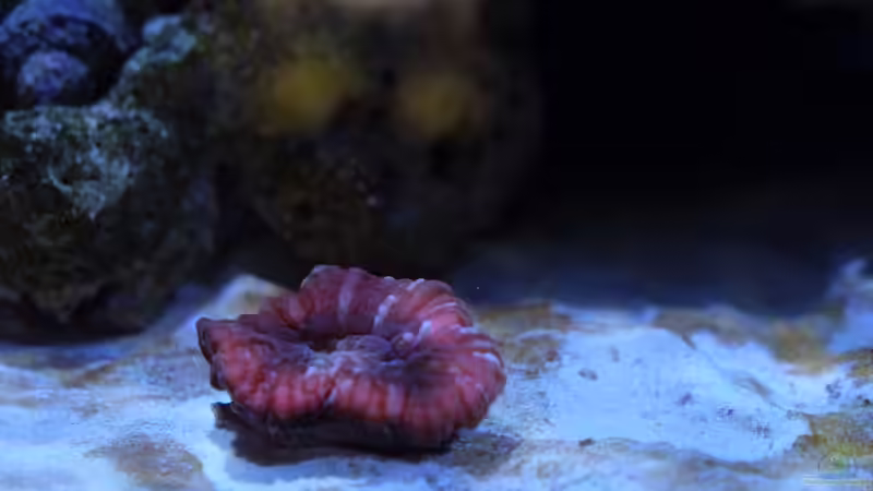 Blog: Kieselalgen im Meerwasseraquarium: So wirst du sie los! (6433)
