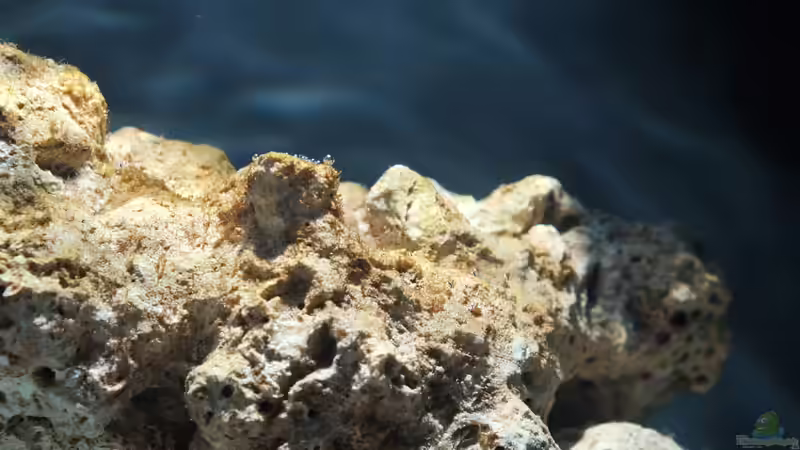Blog: Kieselalgen im Meerwasseraquarium: So wirst du sie los! (6433)