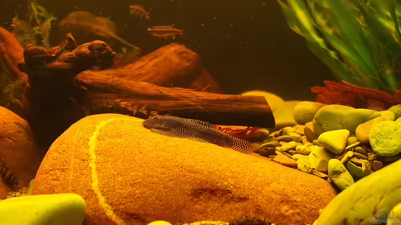 Blog: Kleine Flossen aus den Bergbächen Asiens,der Gepunktete Riesenflossensauger - Sewellia sp. spotted ! (4954)