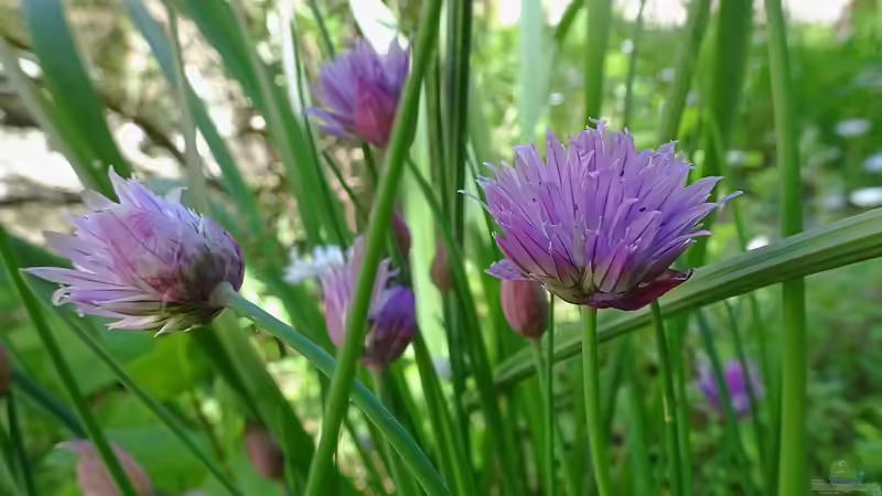 Blog: Kleine Schritte zu mehr Nachhaltigkeit im Garten: Was kannst du mit einfachen Mitteln erreichen kannst (7060)