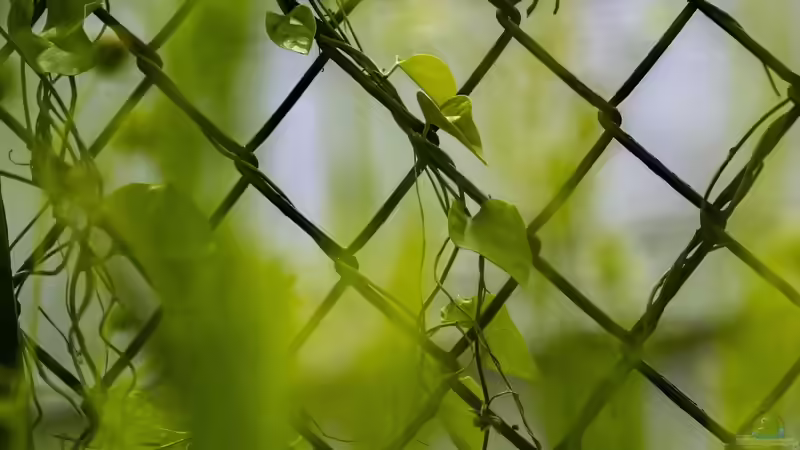 Blog: Kletterpflanzen: So halten sie sich fest (7426)