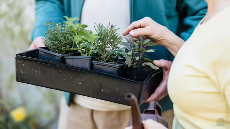 Blog: Klimaresilienter Garten - Der große Ratgeber für zukunftssichere Gartengestaltung (7171)